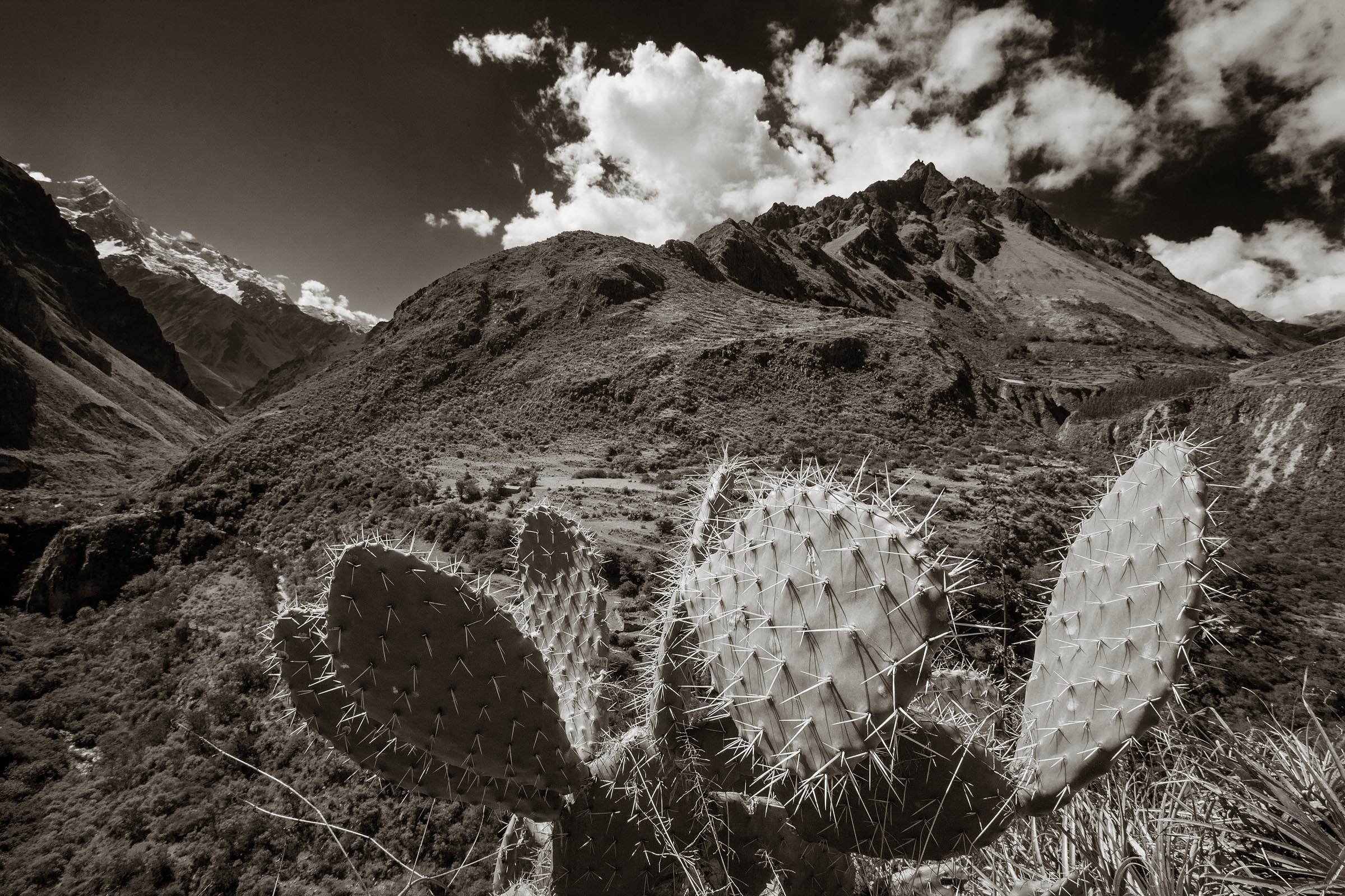 The terrain and climate along this 45 kilometer portion of the Inca Trail changes dramatically and quickly. At the lower elevations the climate is more arid providing the right environment for desert plants such as this cactus.