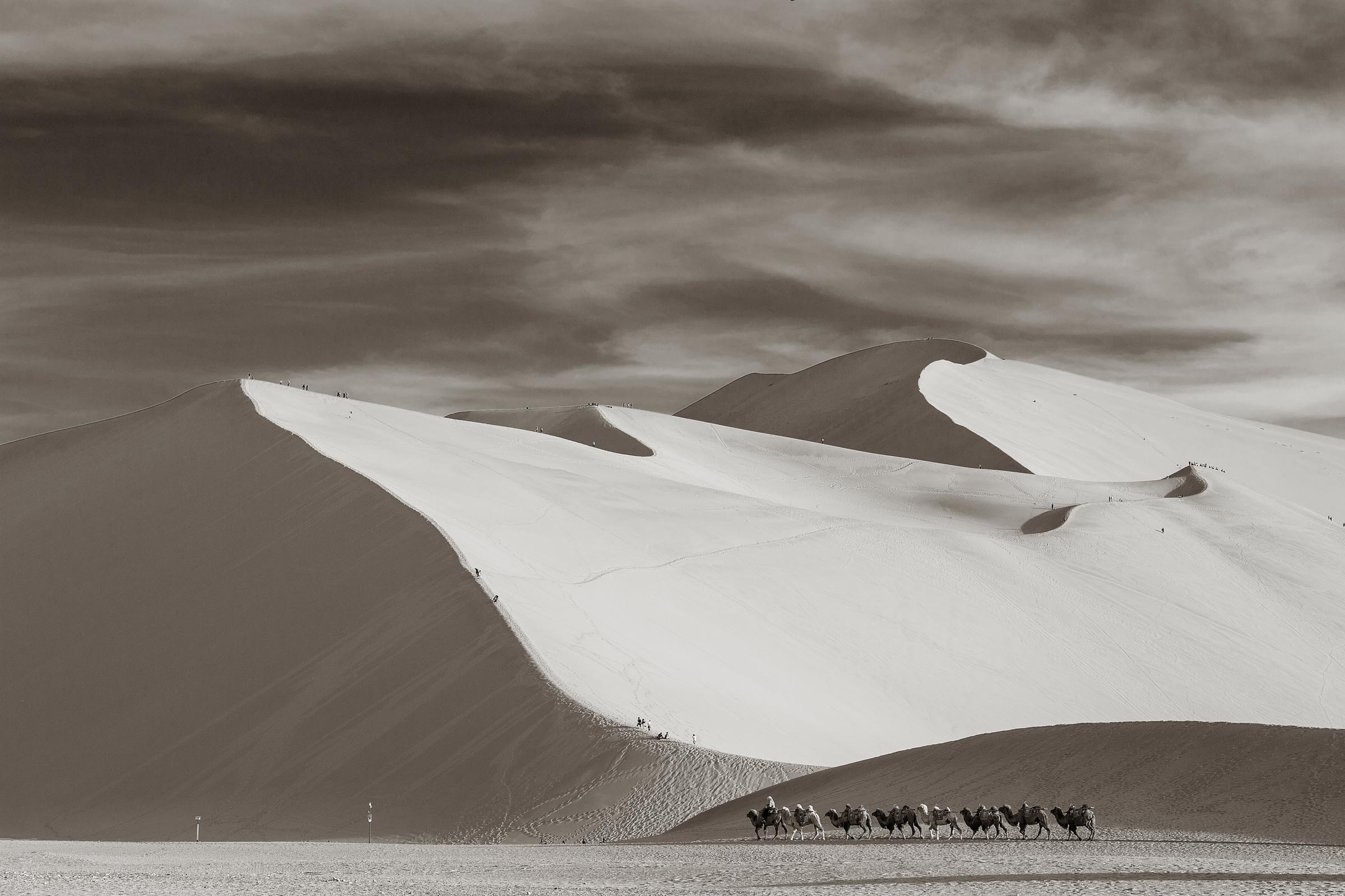 A camel caravan passes in front of the large sand dunes in Donhuan, China. 