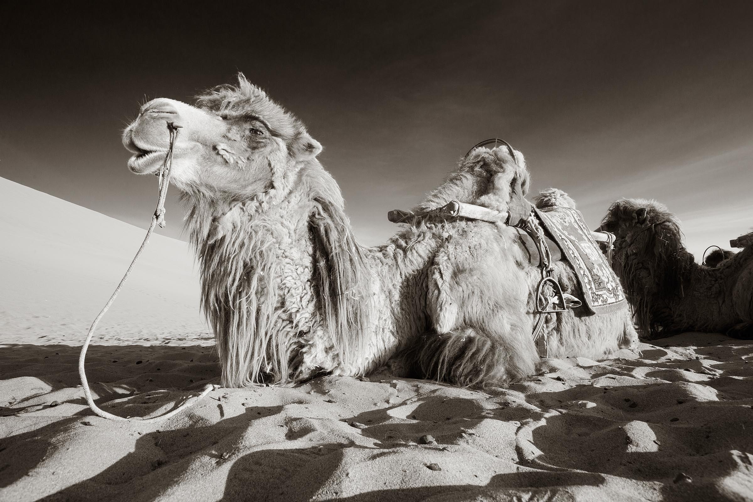 Portrait of a camel as he waits for his client to return from climbing the sand dune.