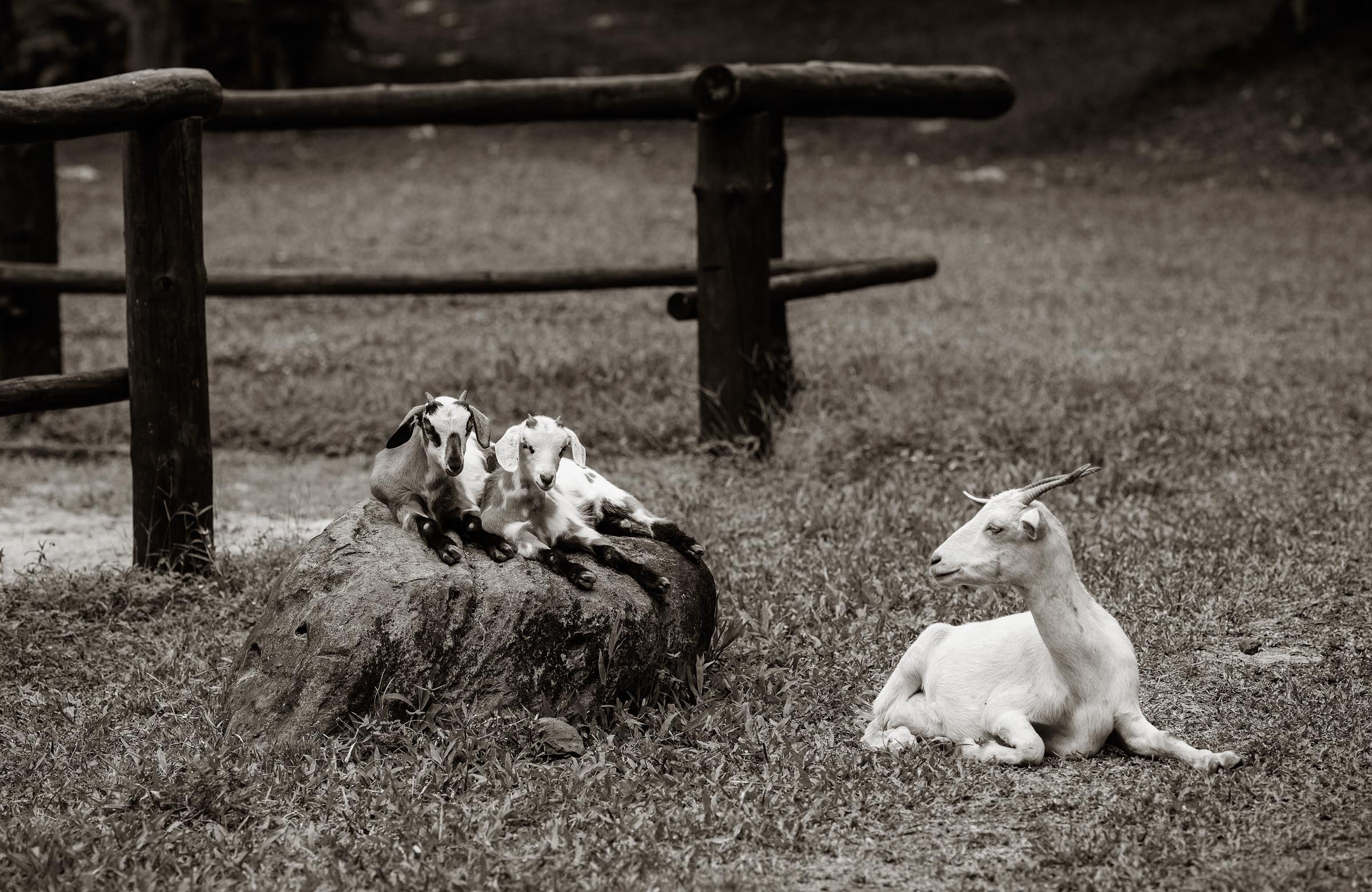 A mother and her kids.