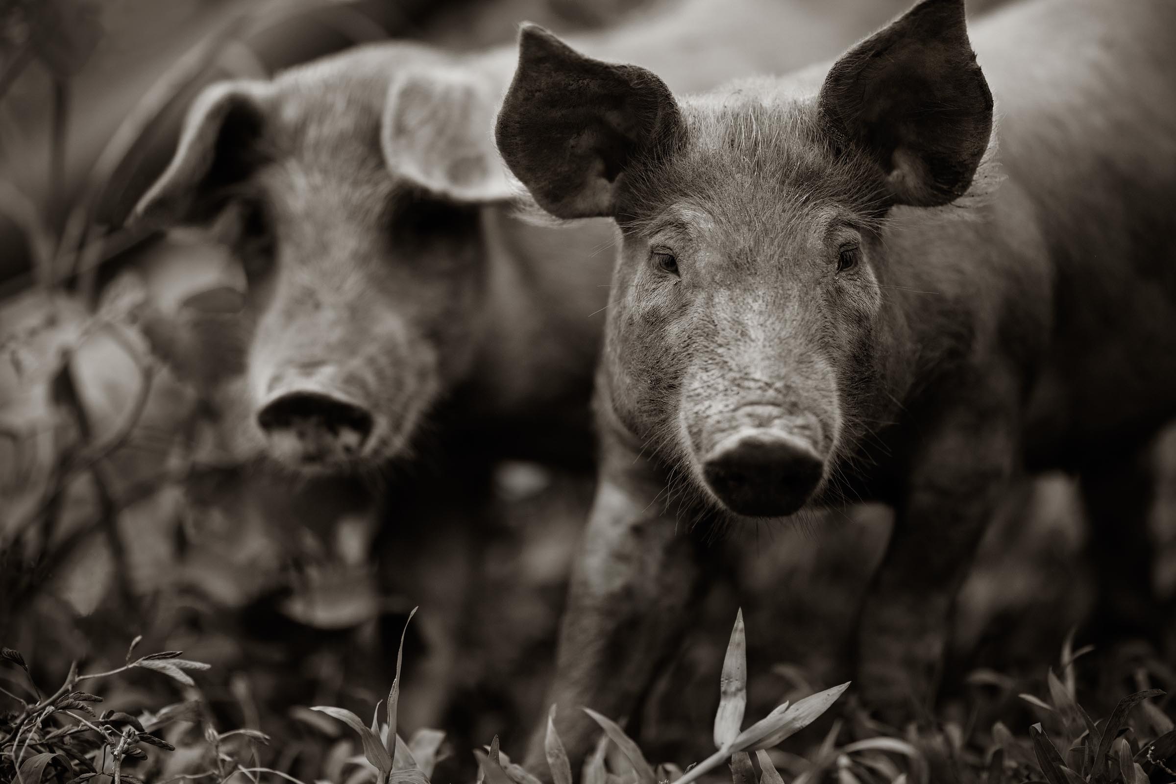 Residents of the Laucala Island's farm.