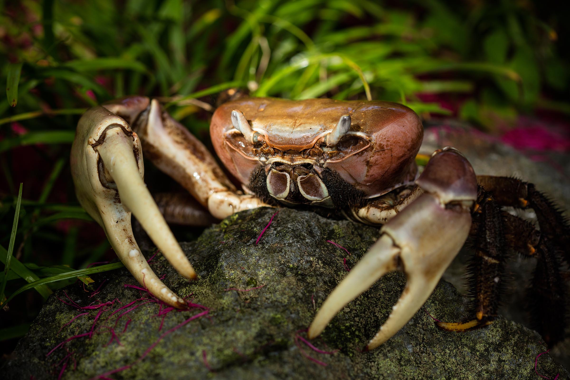 Laucala Island land crab.