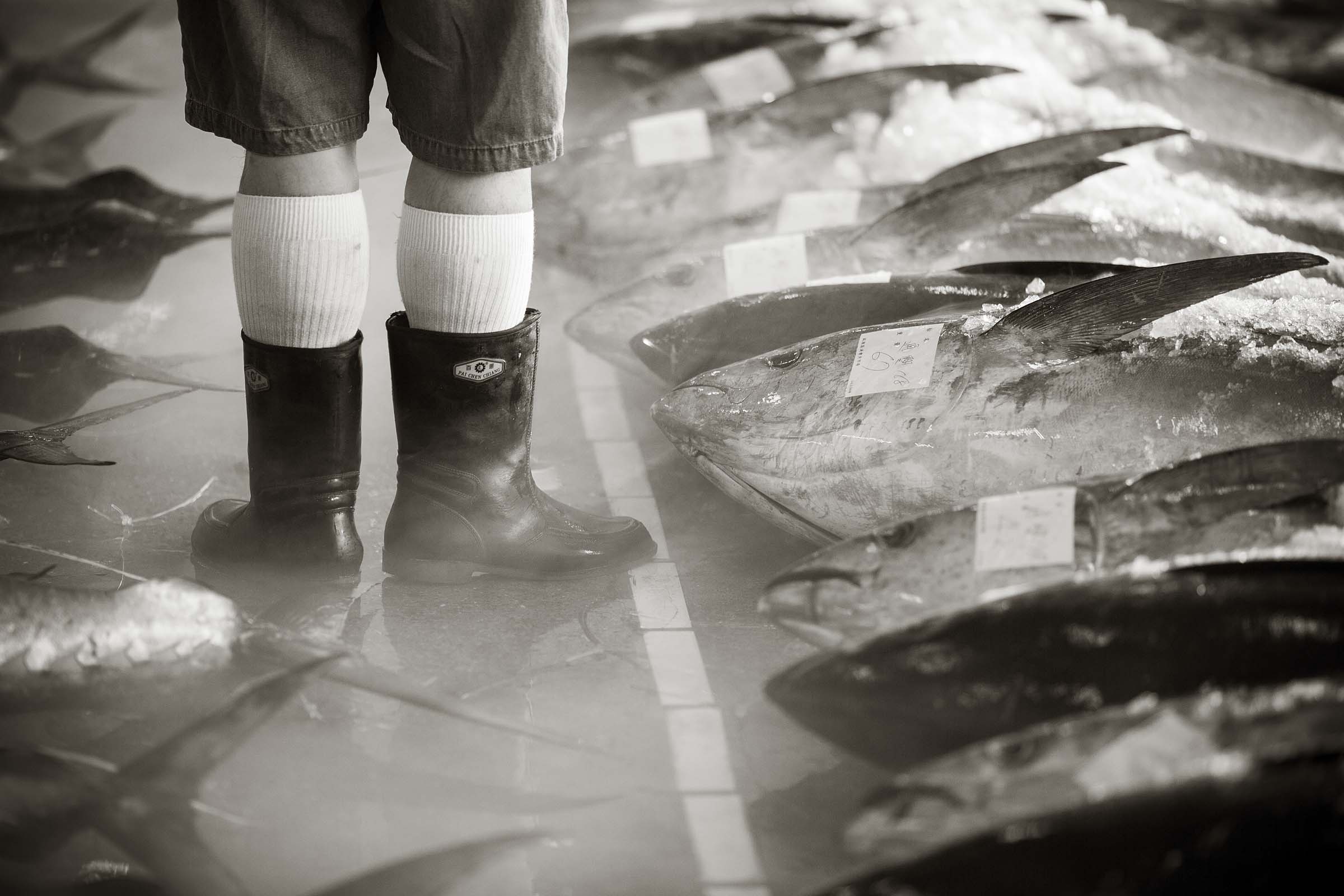 Fish Market at Nanfang Ao