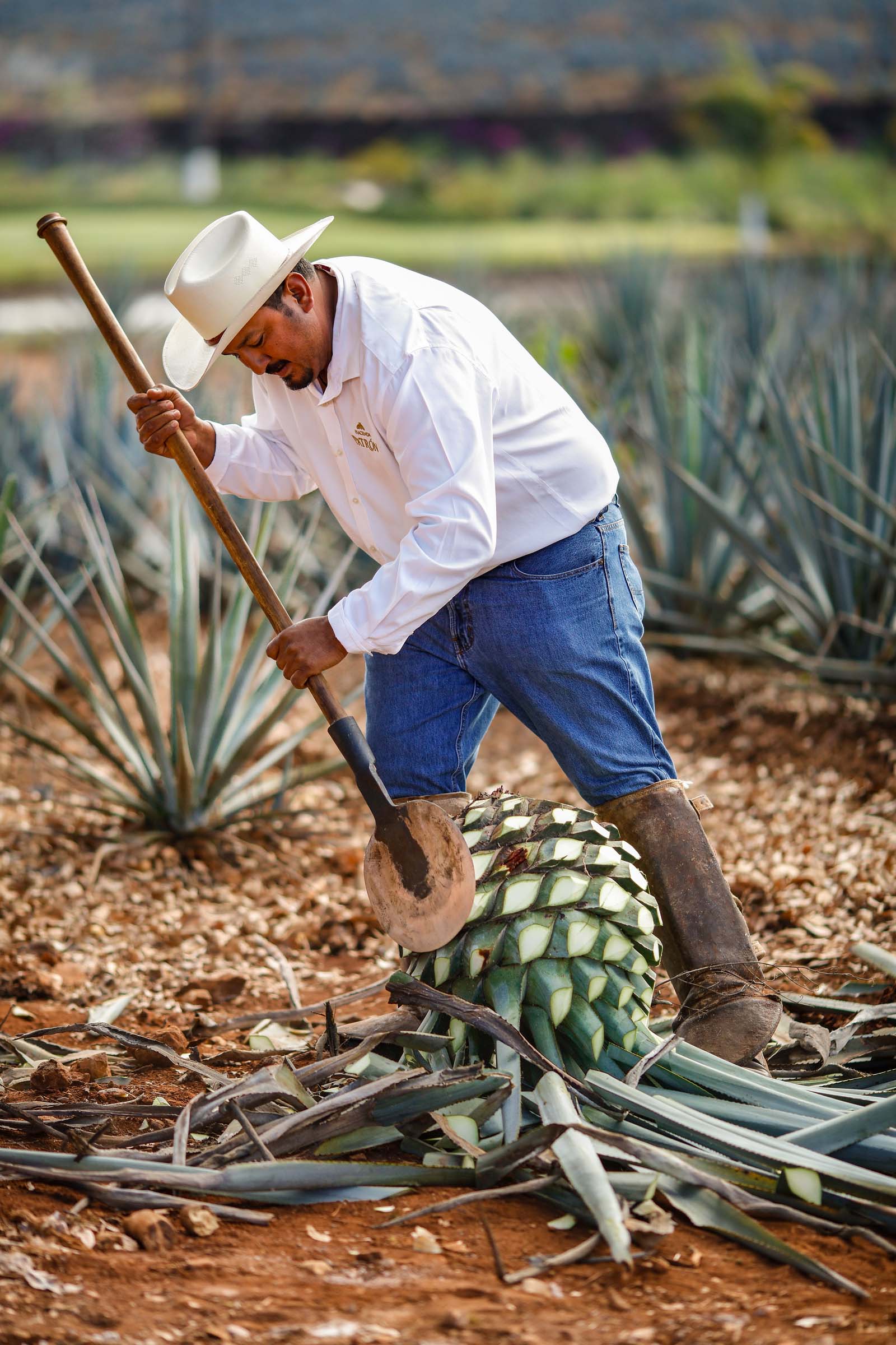 2020_02_Jalisco_0339