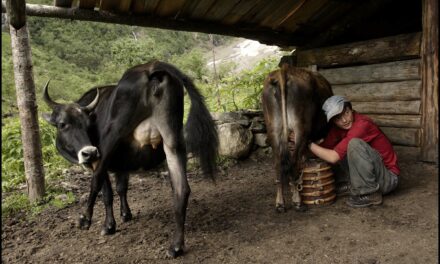 On The Farm