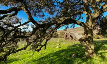 Napa Valley Photographer