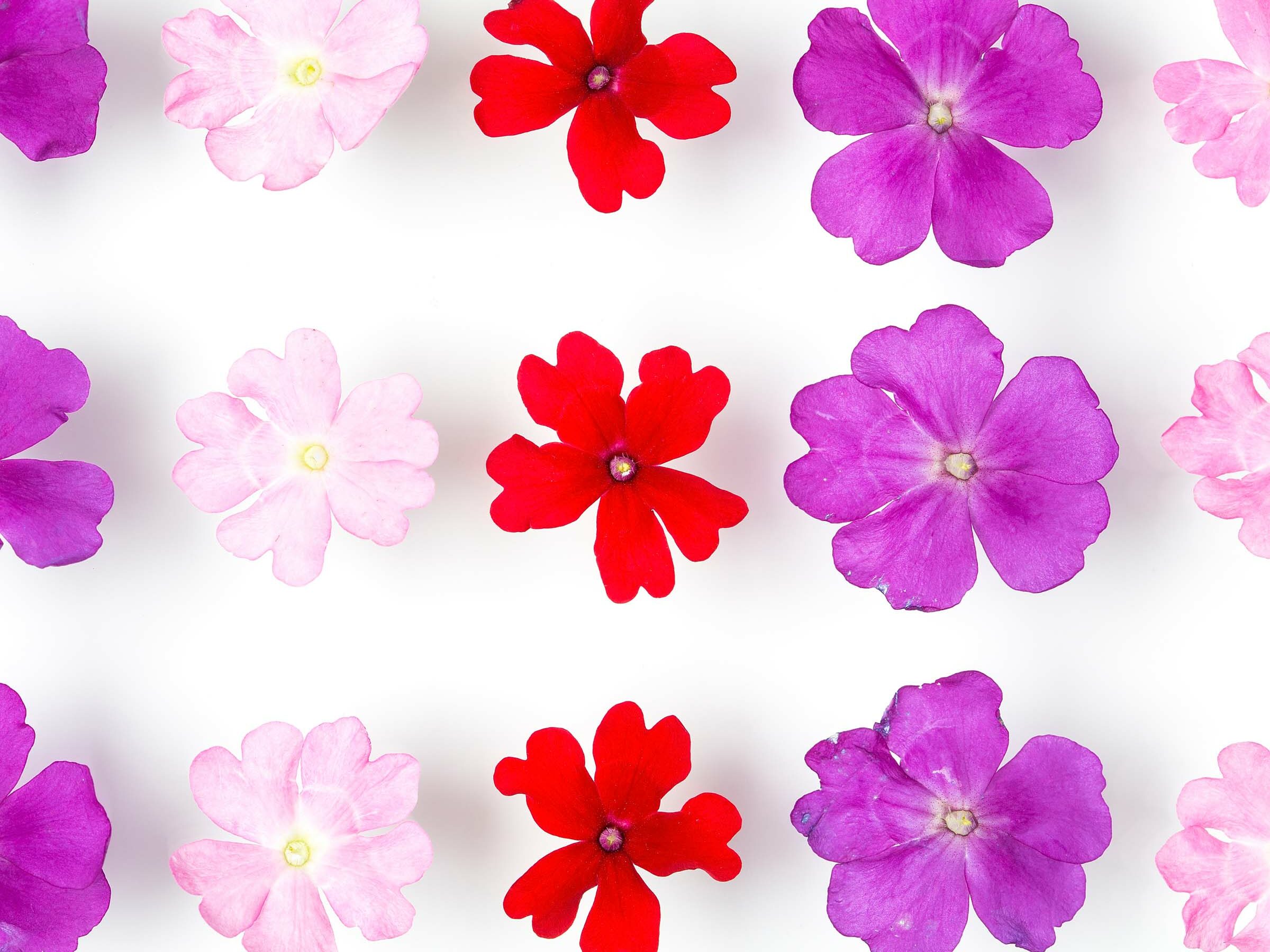 Fleur de Verveine 02