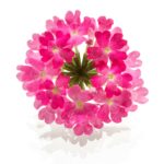 Flower Power